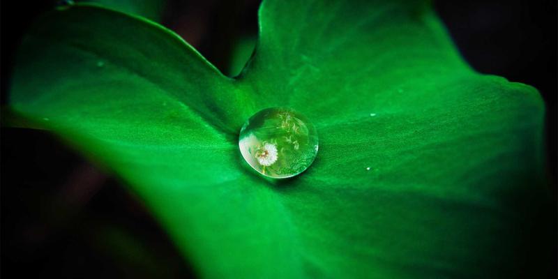 可持续农业视角下的山羊羔羊护理技术：从接生到断奶的全程管理要点